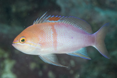 Pseudanthias engelhardorum