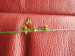 Juncus distegus