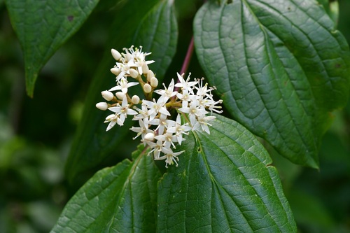 Cornus excelsa (Cornus excelsa)