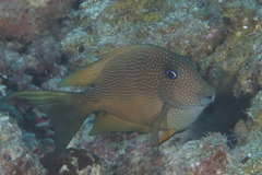 Ctenochaetus binotatus