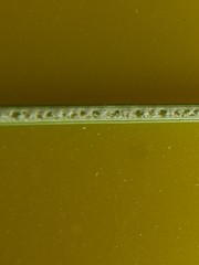 Juncus distegus