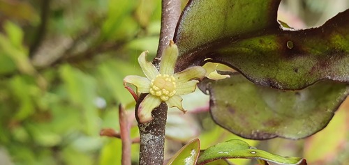 Horopita (Pseudowintera colorata)