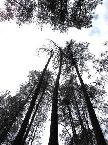 Tecun Uman's pine (Pinus tecunumanii)