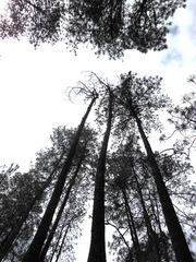 Pinus tecunumanii, photograph (c) Neptalí Ramírez Marcial, some rights reserved (CC BY)