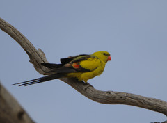 Polytelis anthopeplus monarchoides