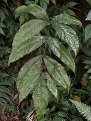 Tectaria polymorpha