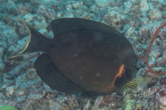 Acanthurus pyroferus