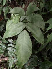 Tectaria polymorpha