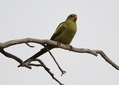 Polytelis anthopeplus monarchoides