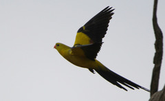 Polytelis anthopeplus monarchoides