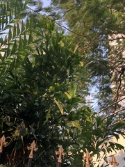 Caryota maxima