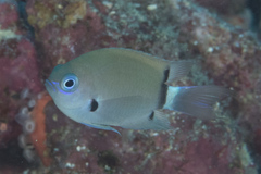 Pycnochromis delta