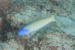 Hoplolatilus starcki
