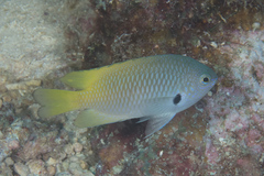 Pomacentrus nigromarginatus