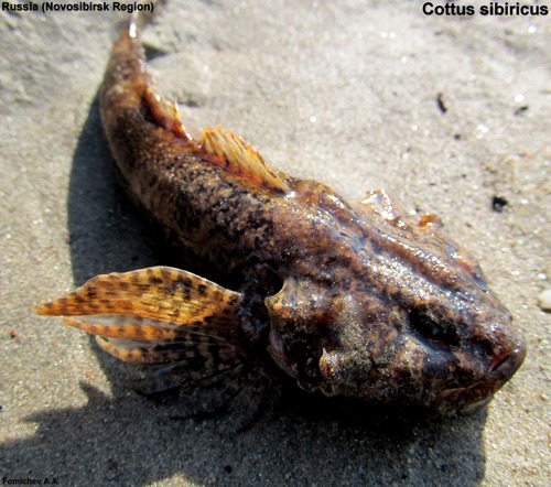 Siberian Sculpin
