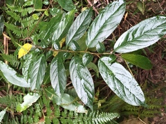 Rhamnus formosana
