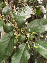 Rhamnus formosana