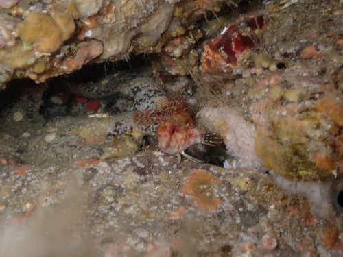 Parablennius ruber