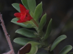 Fernandezia sanguinea