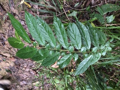 Rhamnus formosana