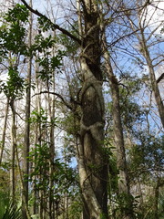 Ficus citrifolia