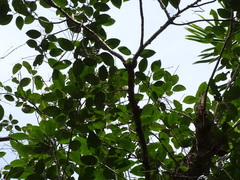 Ficus citrifolia