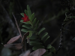 Fernandezia sanguinea