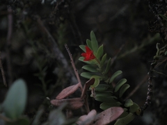 Fernandezia sanguinea