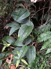 Smilax riparia