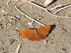 Pseudergolis wedah