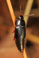 Tachinus