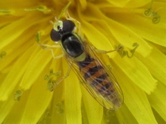 Allograpta javana