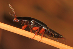 Tachinus