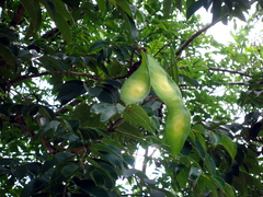 Lonchocarpus punctatus