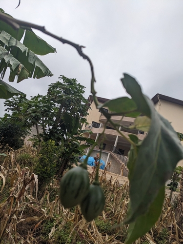tamarillo