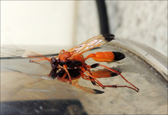 Ctenochares bicolorus