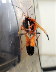 Ctenochares bicolorus