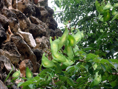 Lonchocarpus punctatus