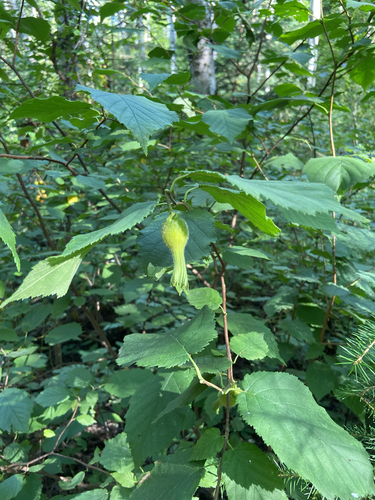 beaked hazelnut