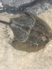 Tachypleus tridentatus