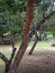 Lonchocarpus punctatus