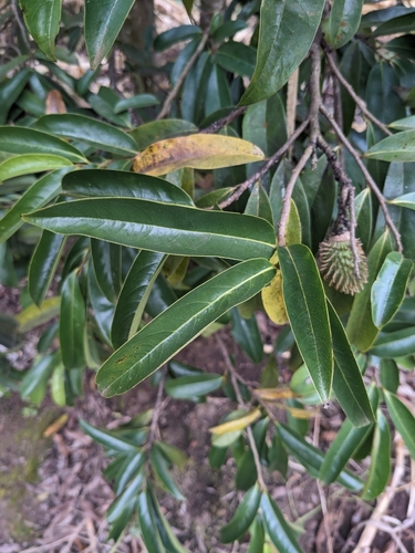 Soursop