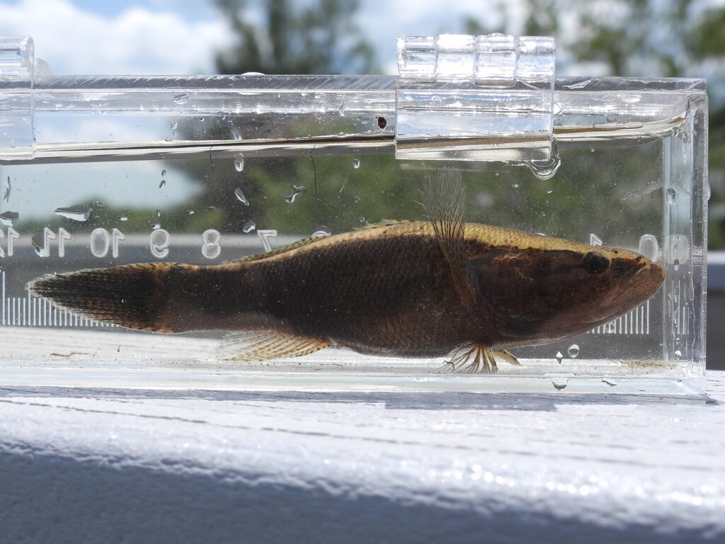 Large-scaled Spinycheek Sleeper