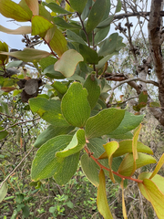 Hakea elliptica