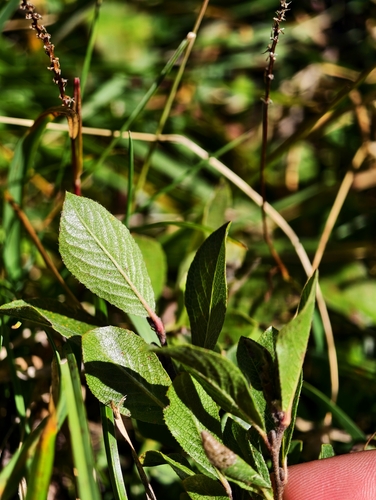 Salix breviserrata, photograph 3