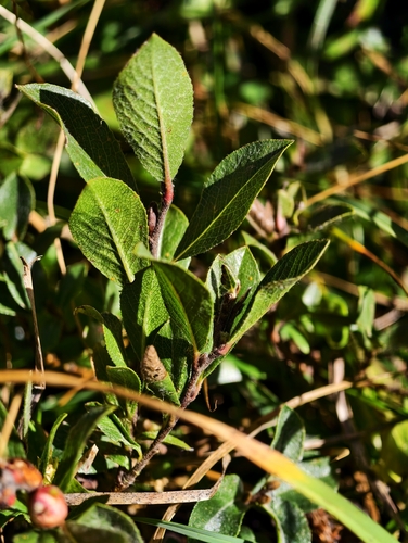 Salix breviserrata, photograph 4