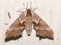 Smerinthus saliceti