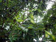 Lonchocarpus punctatus