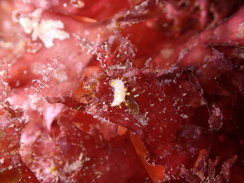 Limacia clavigera