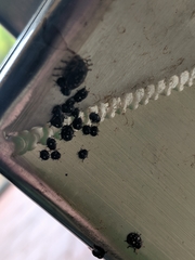 Pseudapines geminata